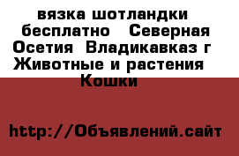 вязка шотландки  бесплатно - Северная Осетия, Владикавказ г. Животные и растения » Кошки   